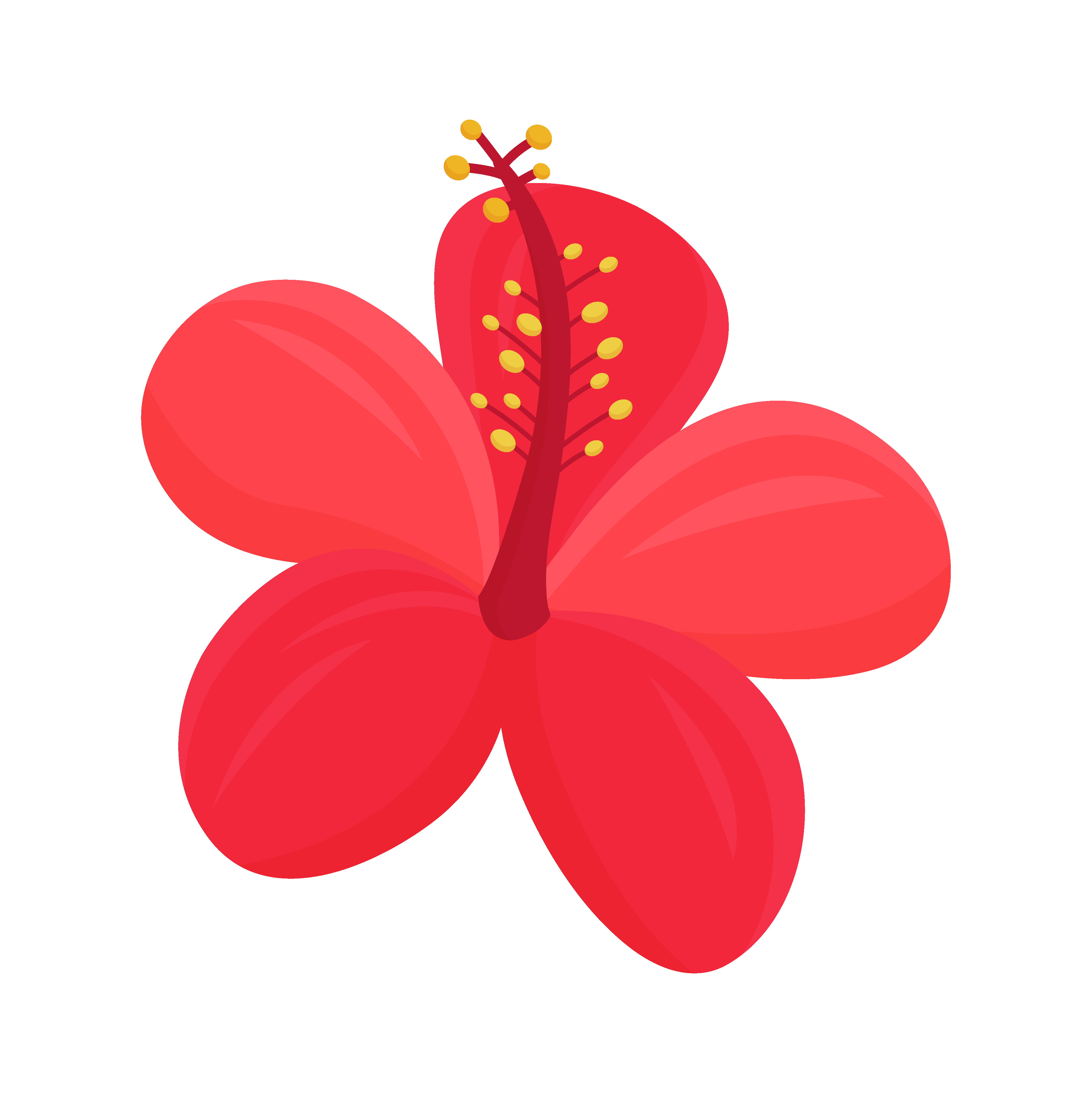 扶桑花图片图1